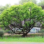 Le Esperidi Ecoresort 2* מרינה די ביבונה